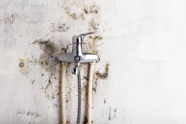 Trusted Lodi, NJ Mold Remediation Experts
