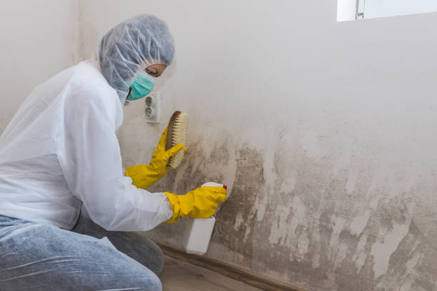 Best Attic Mold Remediation in Lodi, NJ