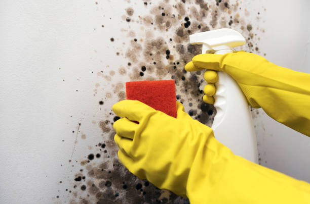 Best Basement Mold Remediation in Lodi, NJ